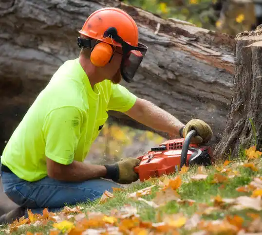 tree services Trotwood